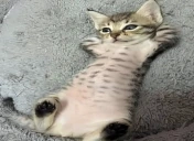 barriguinha emote
