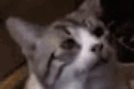 MEOW emote