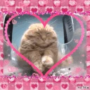 lovecat emoji