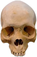 Skull_irl emote