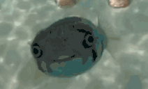 ogo animated emote