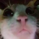 CE_Looking3 emote