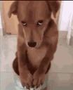 Sorry emote