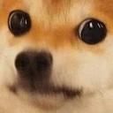 bruhDog emote