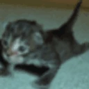 PushUp emote