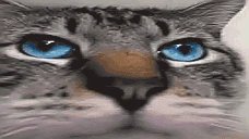 guh emote