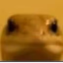 Lizard emote