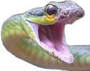 snake_mad emote