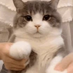 CE_Headpat emote