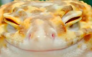 LeopardGeckoSmile emote