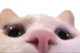 catlurk emote