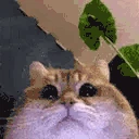 modCheck emote