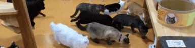 CATTER emote