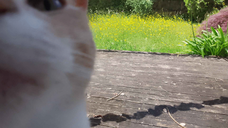 bob