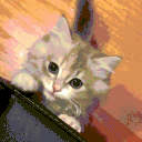 catgetmoreattention animated emote