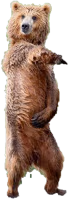 bear_default emote