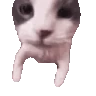 Catkiss emote
