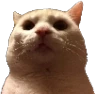 CE_CatMenacing emote