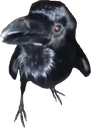 Relu emote