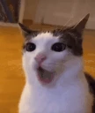 catYap emote