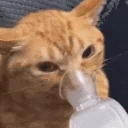 copeCat emote