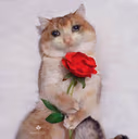 CE_sadcat6 emote
