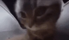 catVIBE emote