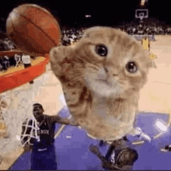 Basketball_cat emote