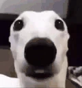 FEAR emote