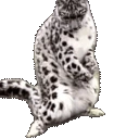 LeopardRoll emote
