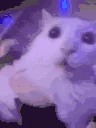 funnywhitecat6 emoji