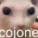 cojone emote