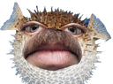 DaFish emote
