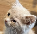 WakeyUpyCarTired emote