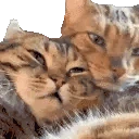 CatHug emote