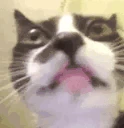 asd emote