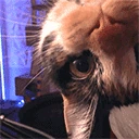 catBoop emote