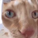 SNIFFA emote