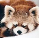 redpanda_angry emote