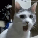 pogcat emote