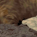 SmileCat emote