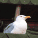 Seagull