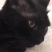 MelmCat emote