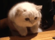 hyperWOW emote