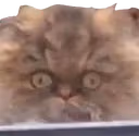 126_CrackheadCat emote