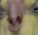 visible_disgust emote