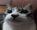 okag emote