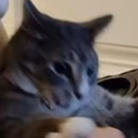 catattacked emote