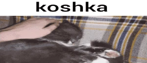 koshka emote