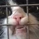 HornyJailCat emote